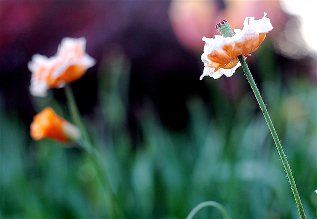 499044313_447cc742ab_z