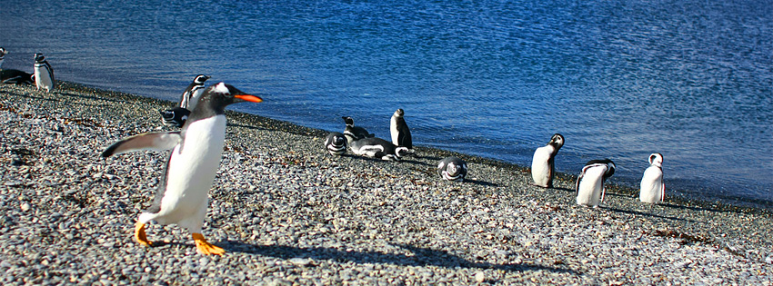 Penguins Argentina Free facebook header image from Argentina